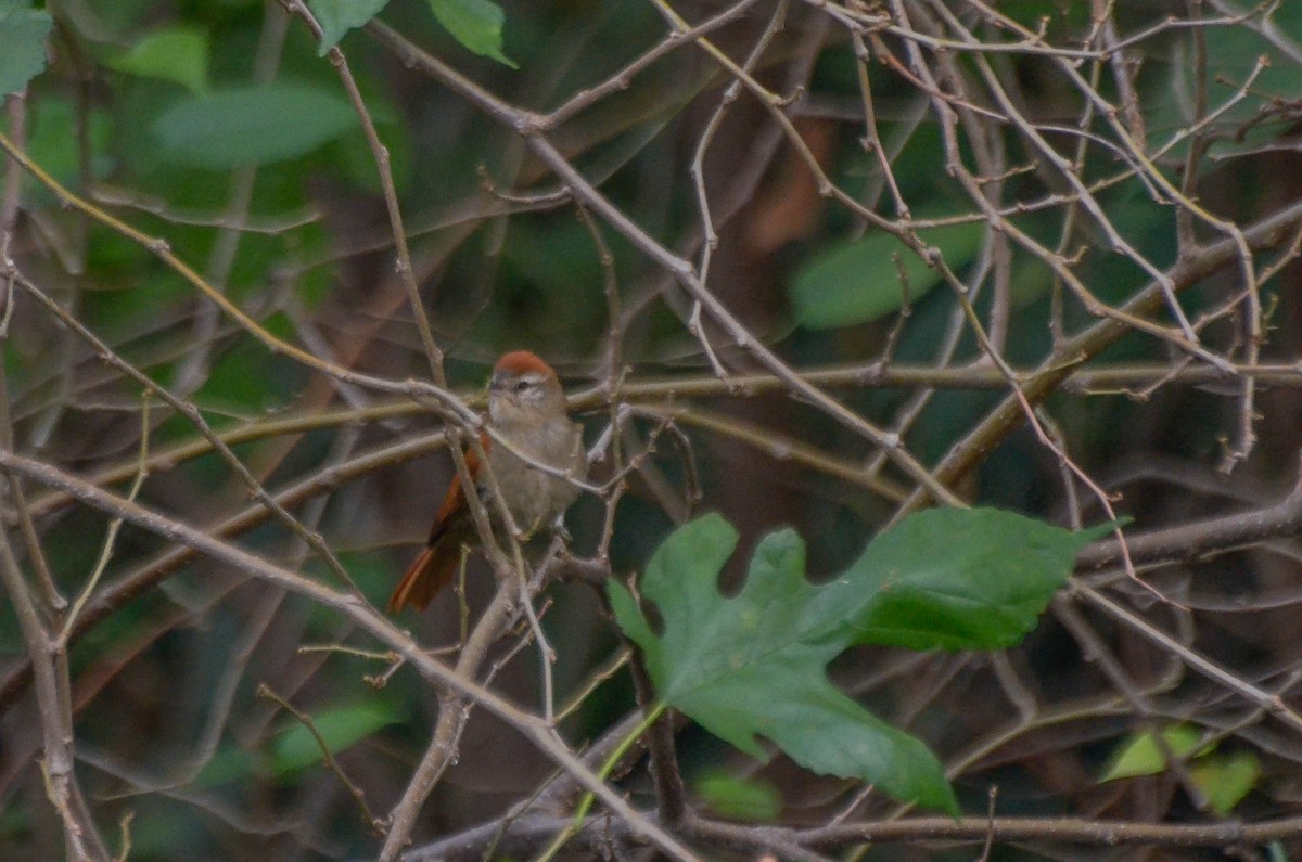 Rusty-backed Spinetail - ML618837674