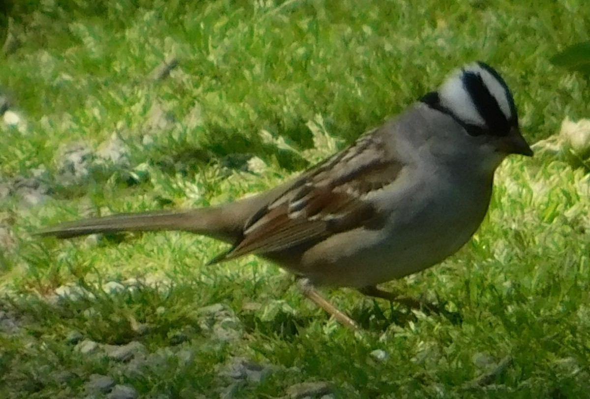 White-crowned Sparrow - ML618837715