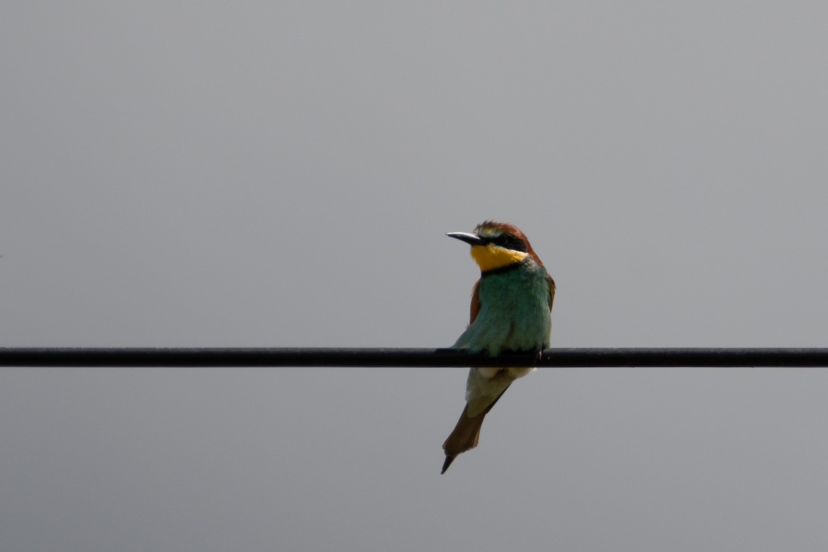 European Bee-eater - ML618837719