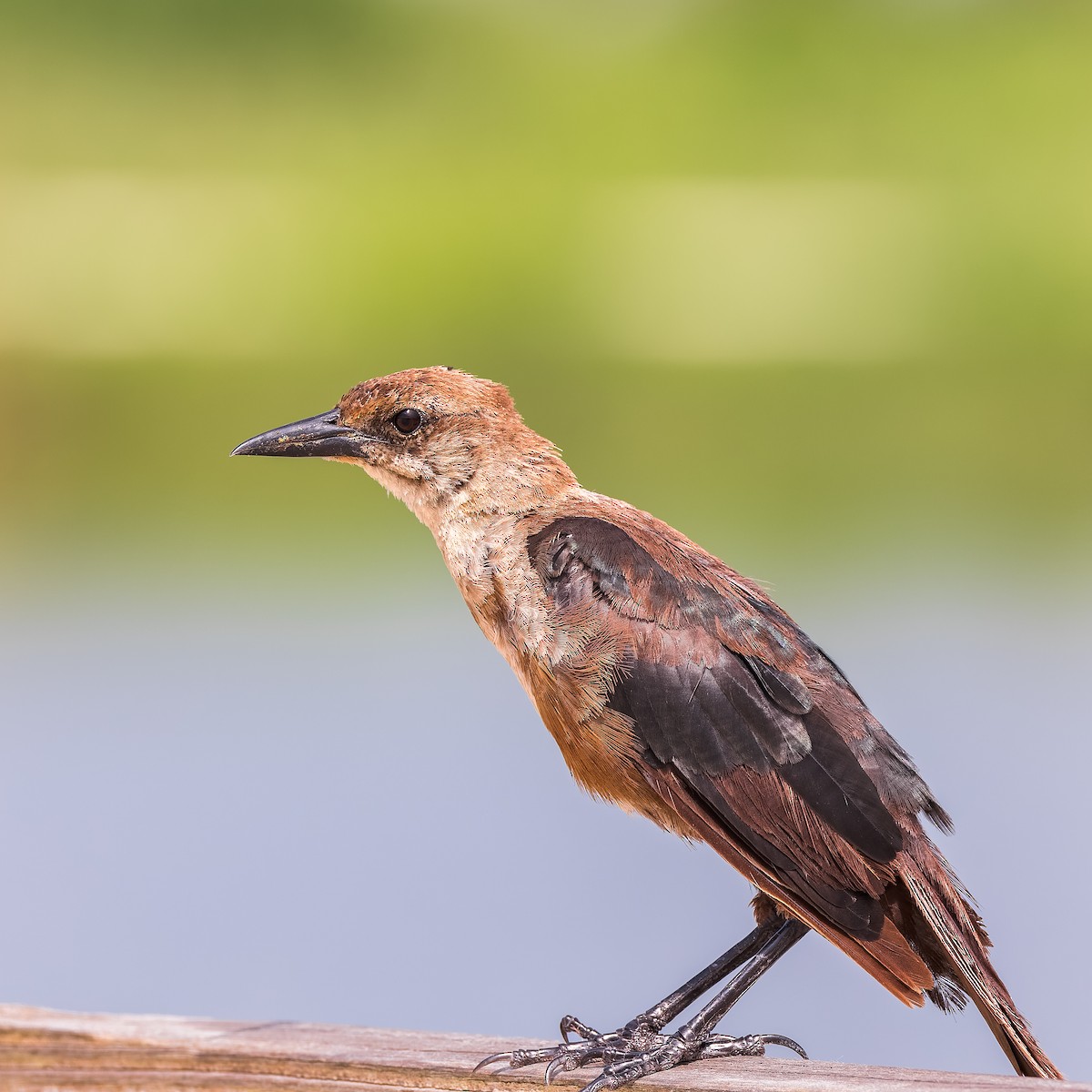 Boat-tailed Grackle - ML618837730
