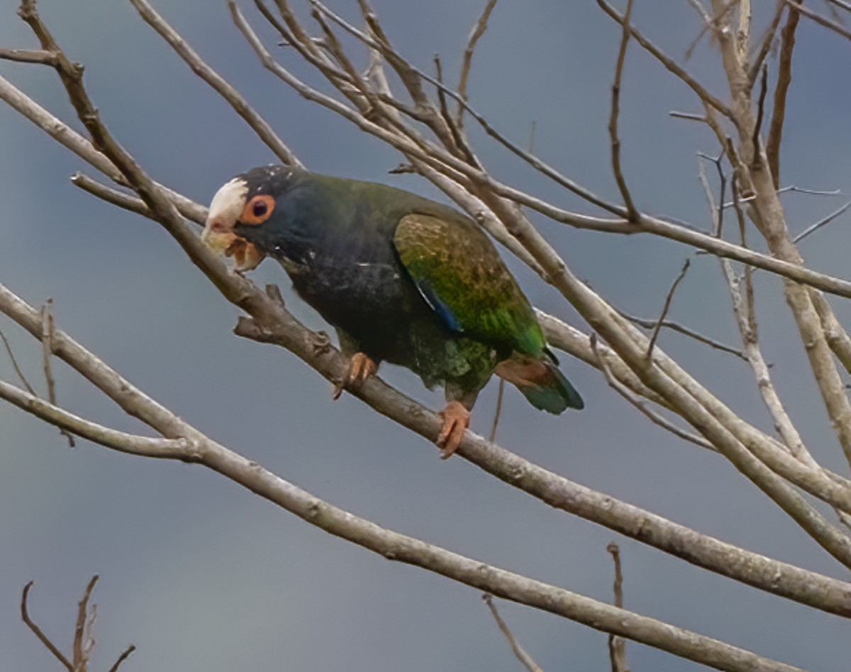 White-crowned Parrot - ML618837734