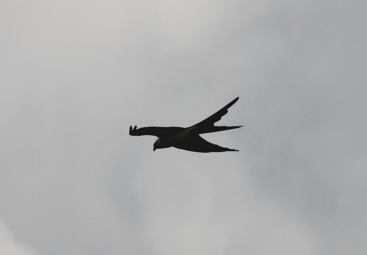 Swallow-tailed Kite - ML618837735