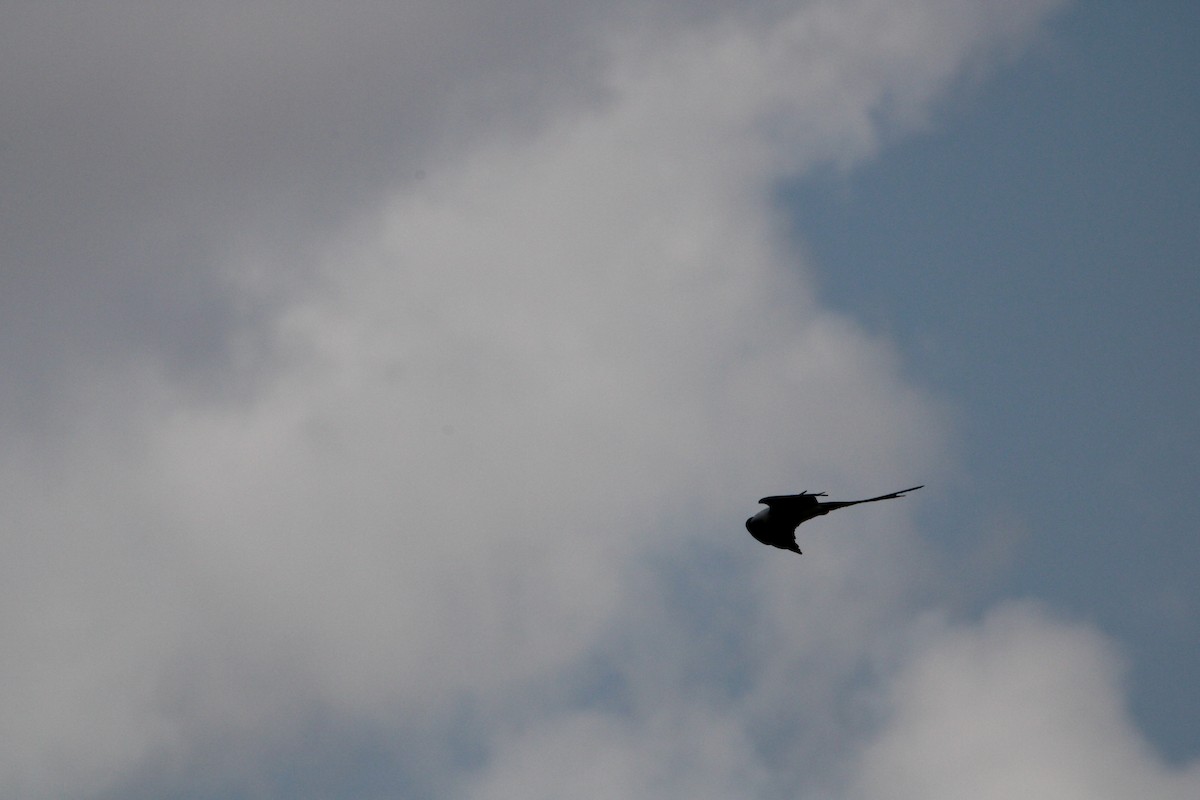 Swallow-tailed Kite - ML618837737