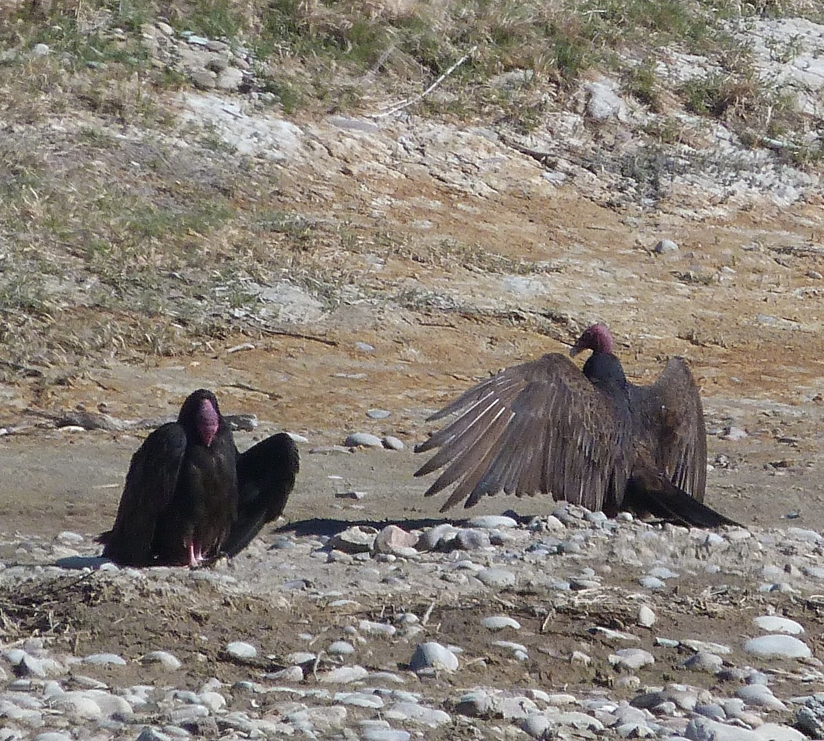 Turkey Vulture - ML618837759