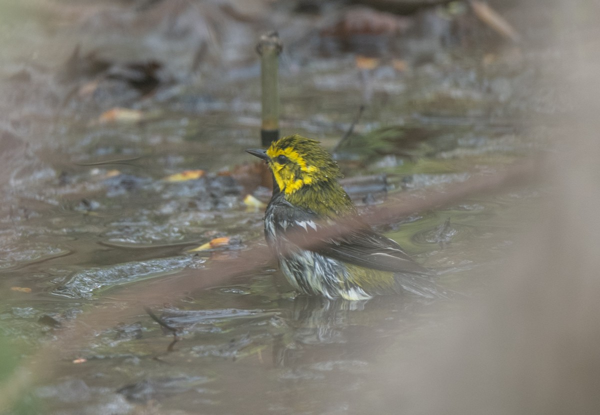 Black-throated Green Warbler - ML618837765