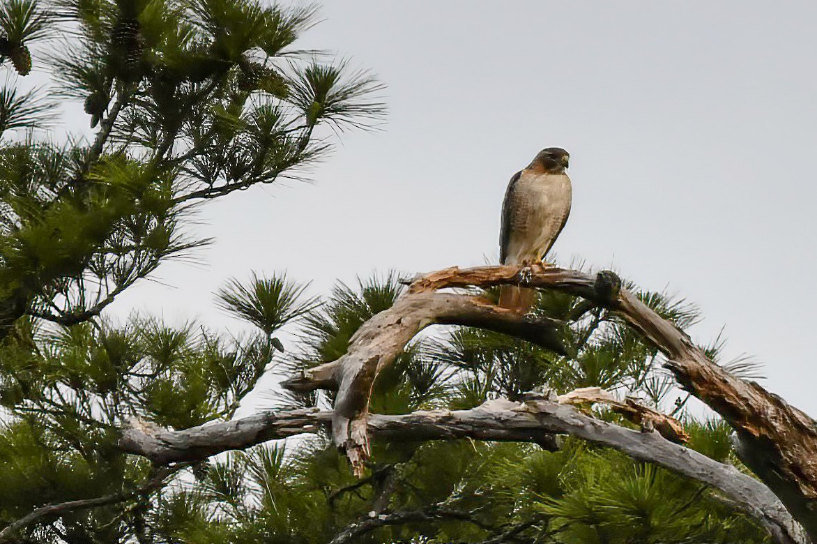 Red-tailed Hawk - Renee Rusk