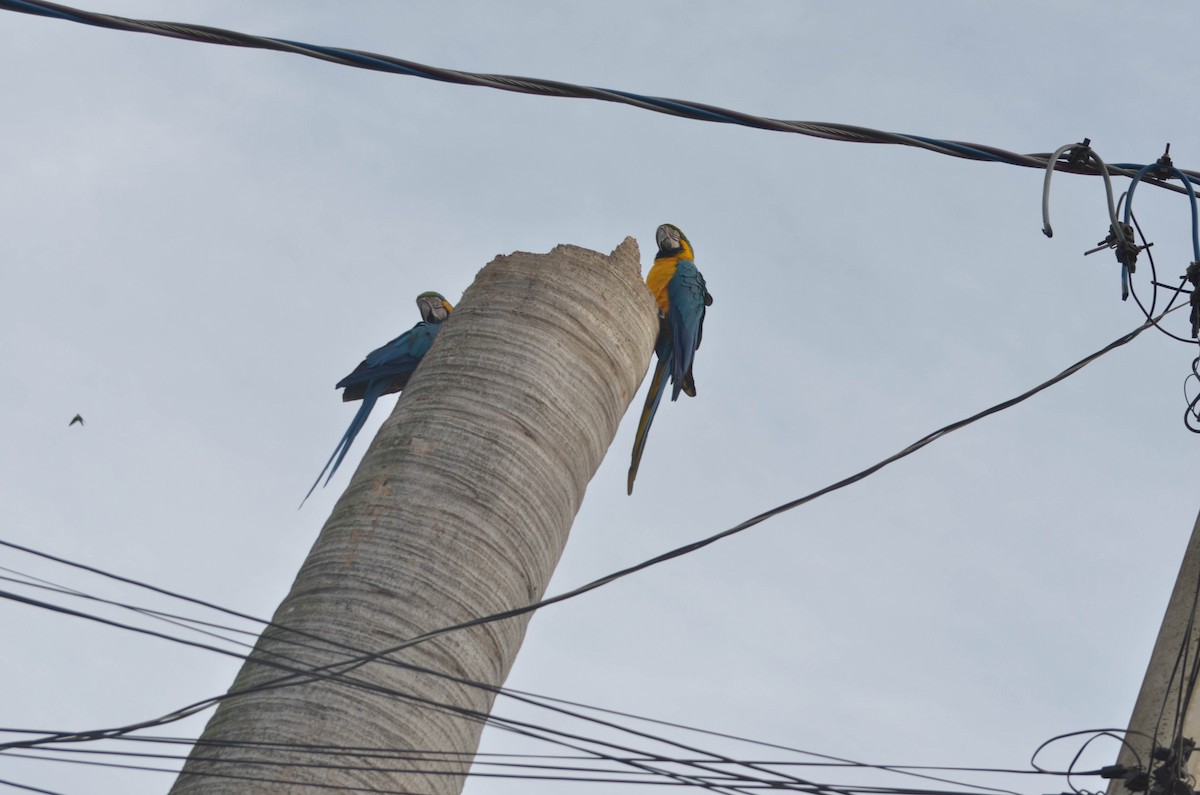 Blue-and-yellow Macaw - joao ferreira
