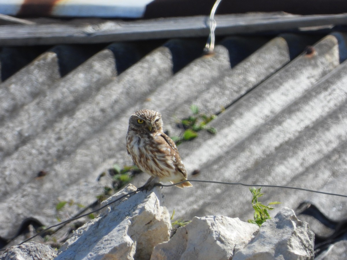 Little Owl - Josip Turkalj