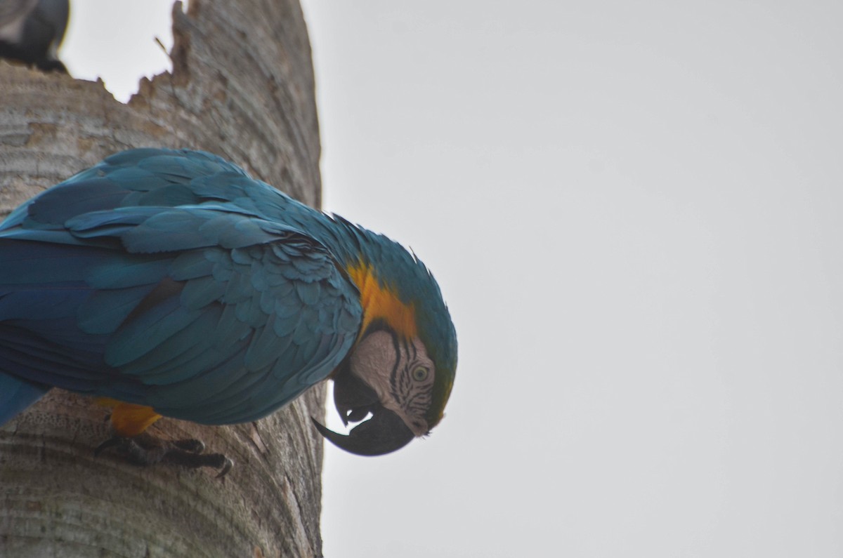 Blue-and-yellow Macaw - joao ferreira