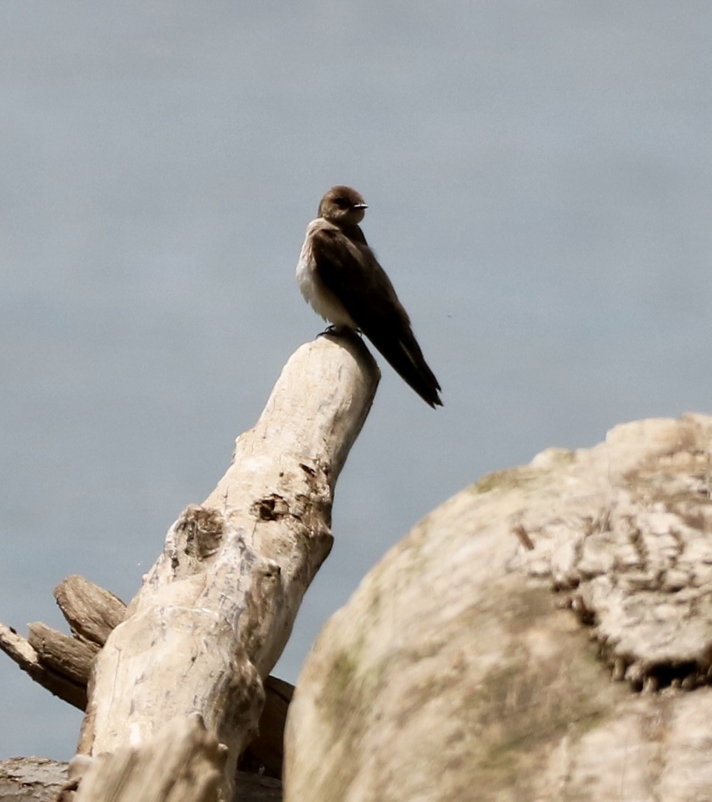 Northern Rough-winged Swallow - ML618837815
