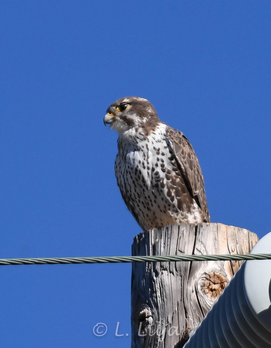 Prairie Falcon - Lorri Lilja