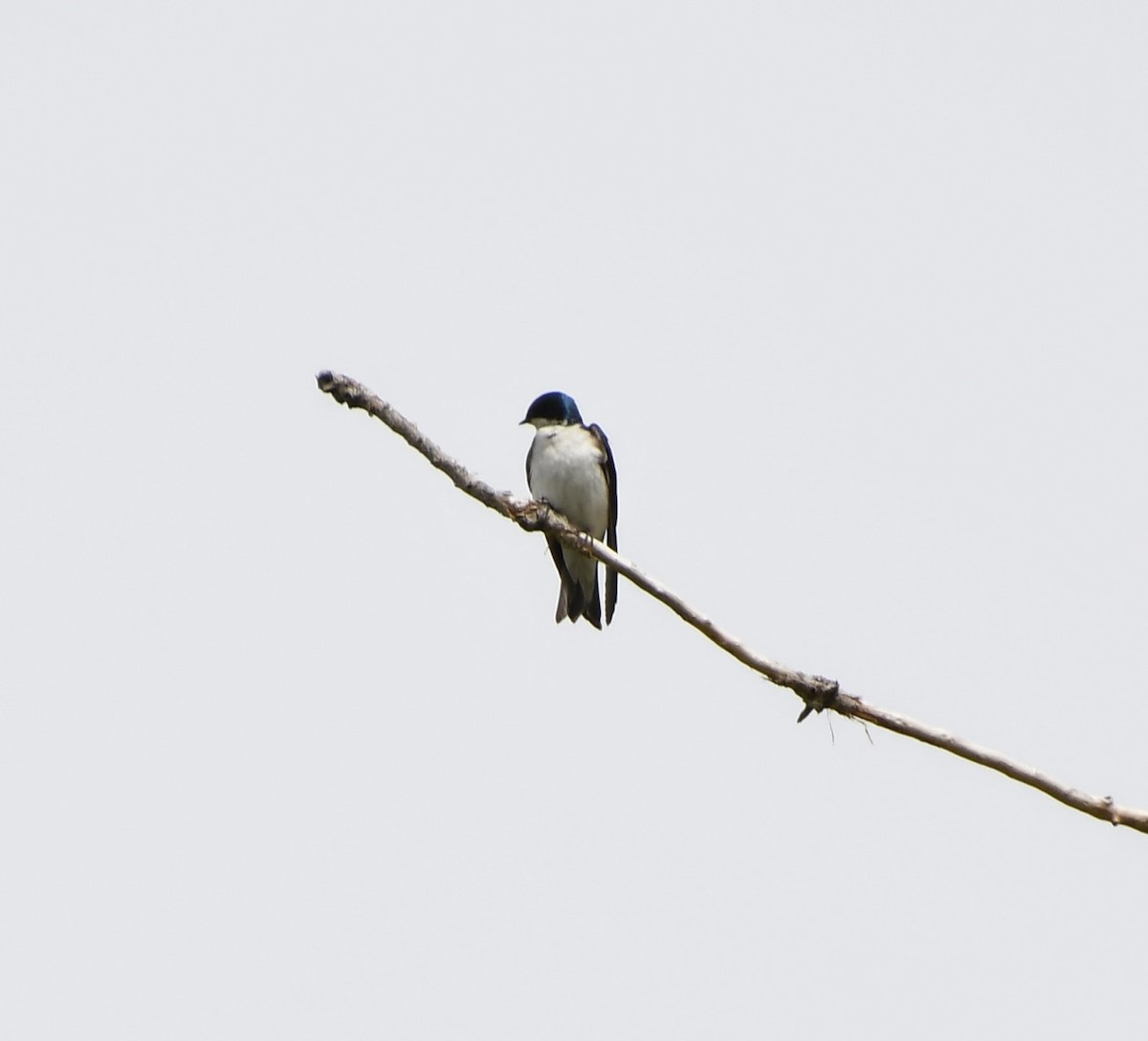 Tree Swallow - Denise Van Peursem