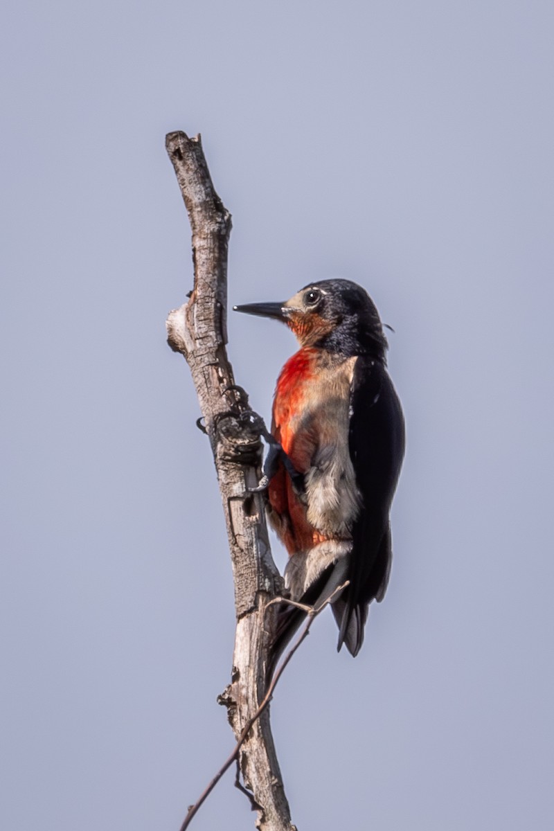 Puerto Rican Woodpecker - ML618837918