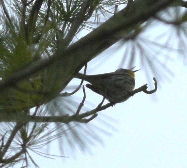 Yellow-throated Warbler - Paul Shanahan