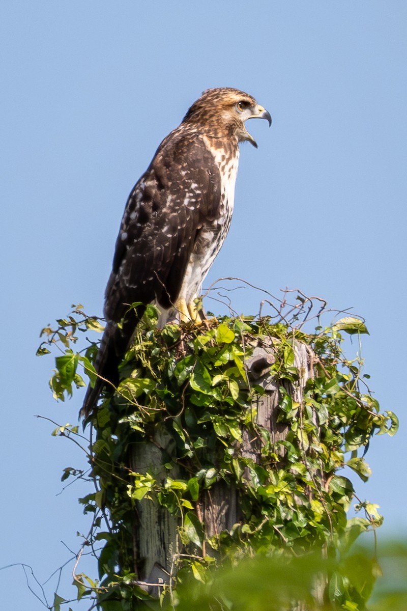 Red-tailed Hawk - Meileen Otero