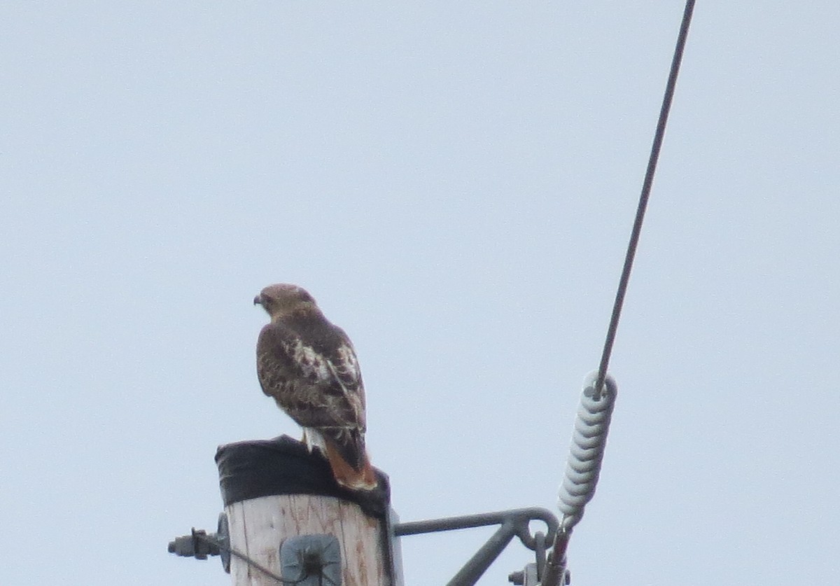Red-tailed Hawk - ML618837928