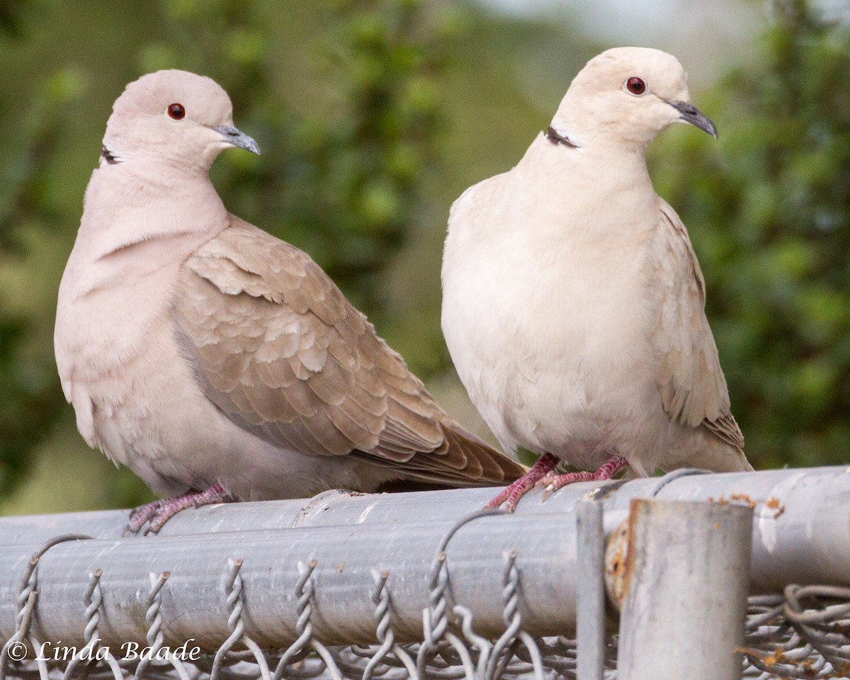Eurasian Collared-Dove - Gerry and Linda Baade