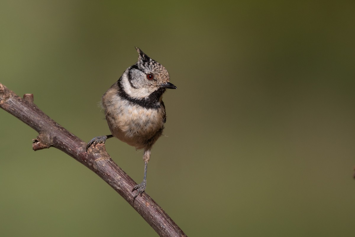 Crested Tit - ML618837952