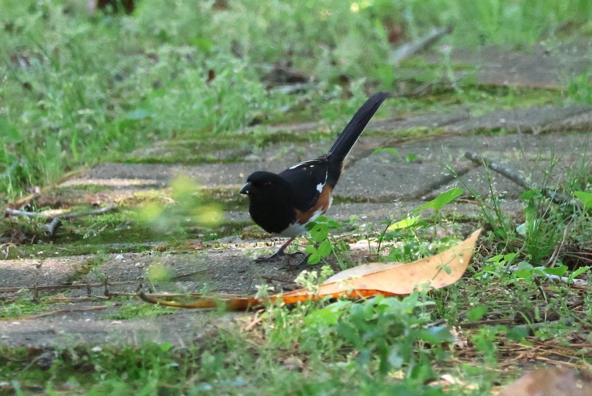 Eastern Towhee - Tricia Vesely