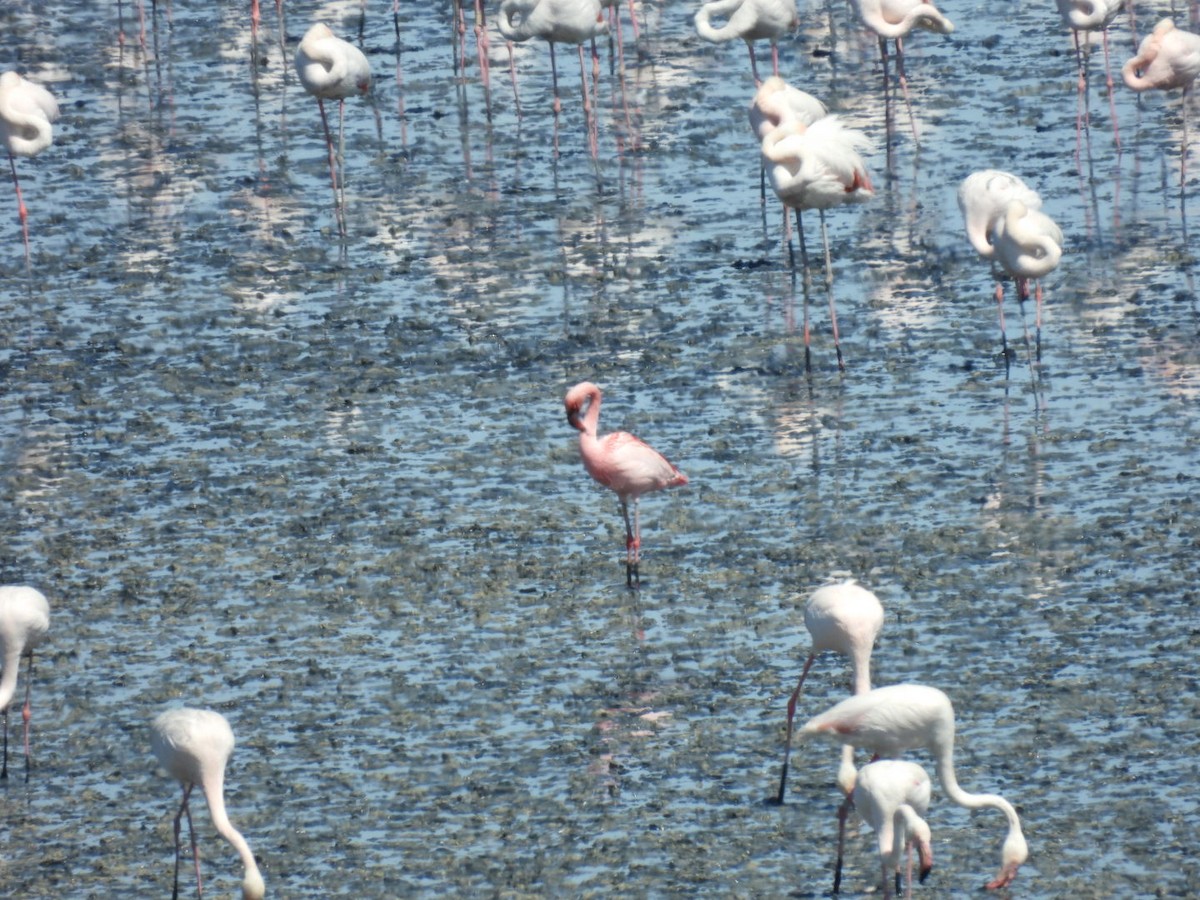Lesser Flamingo - ML618838041