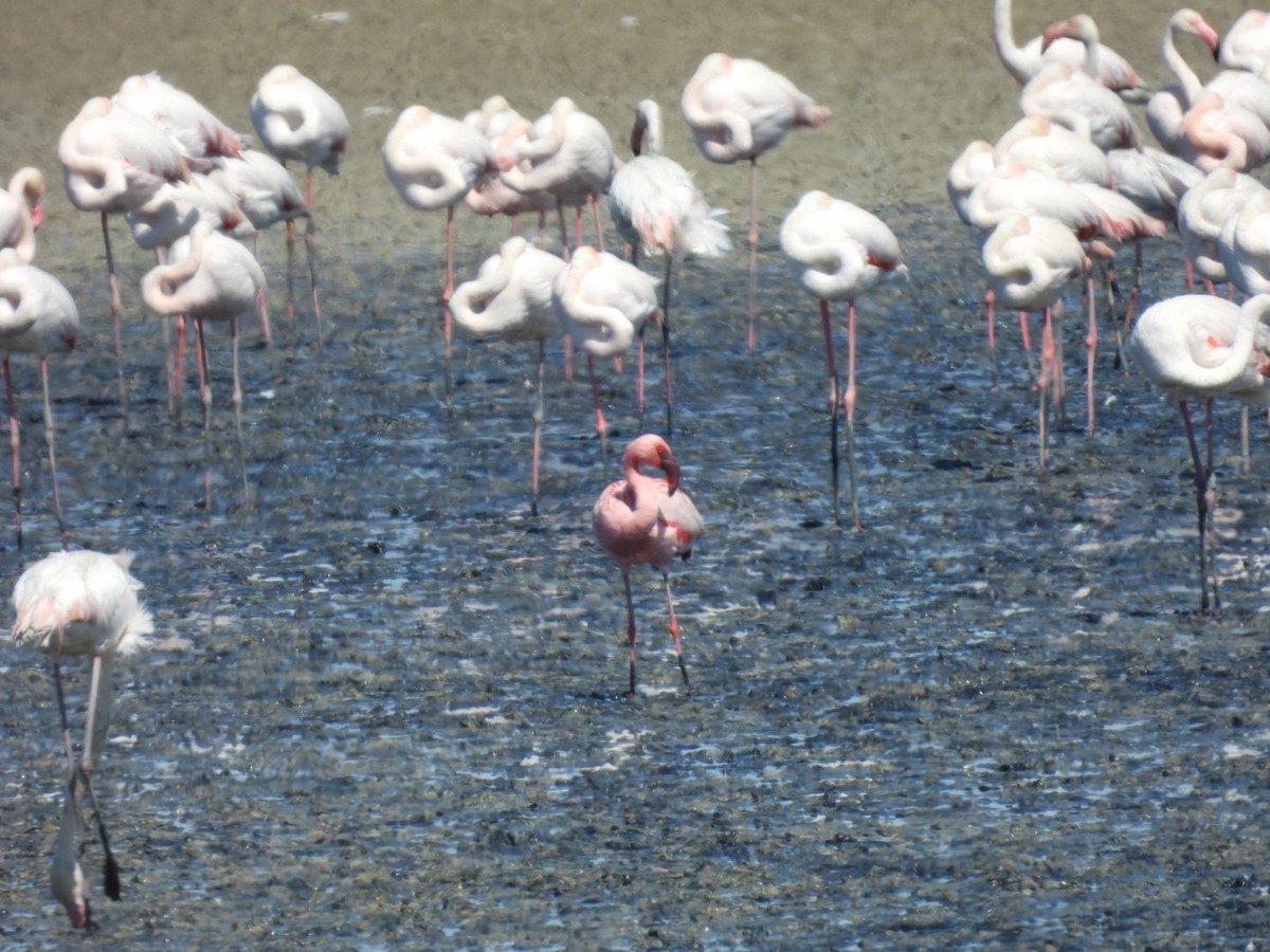 Lesser Flamingo - Derek Etherton