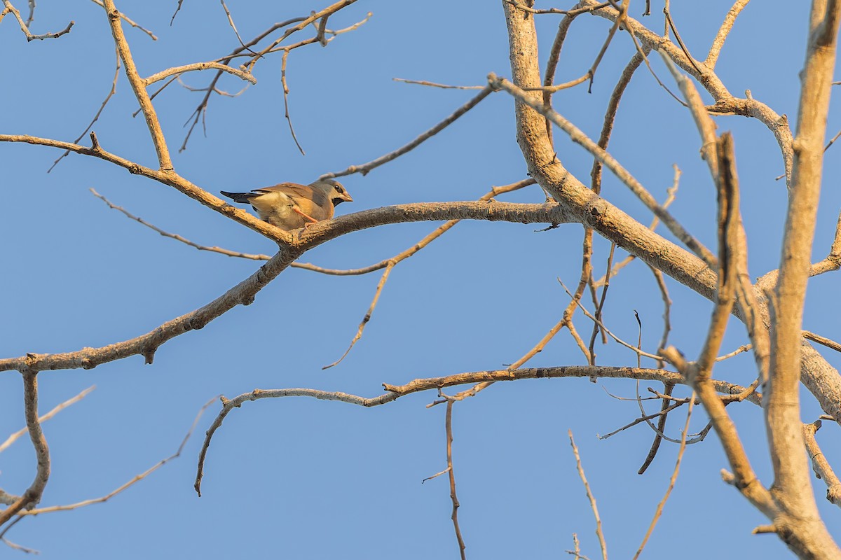 Long-tailed Finch - Dana Cameron