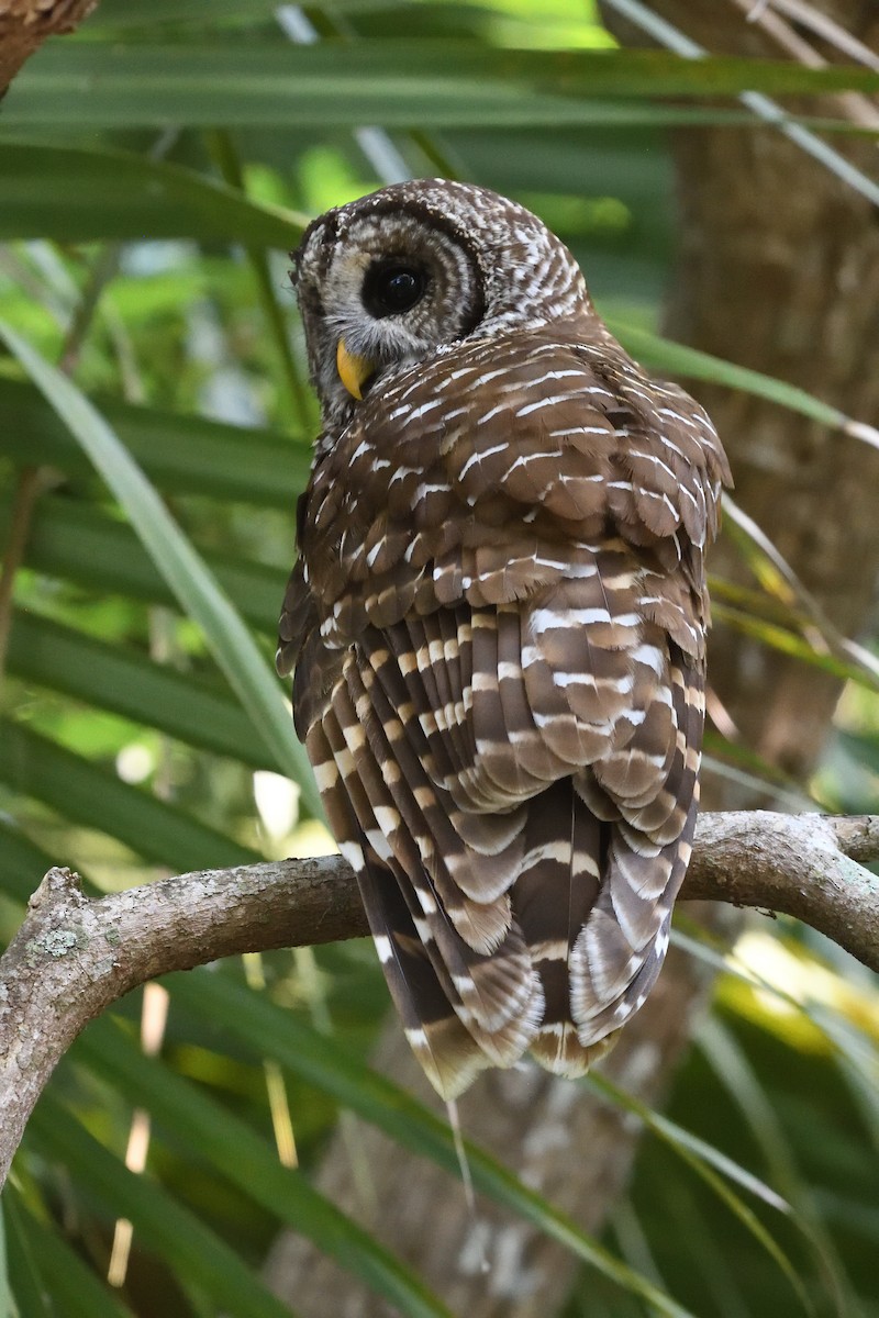 Barred Owl - ML618838056