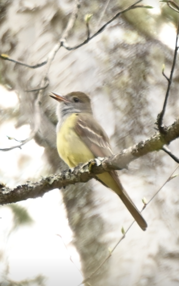 Great Crested Flycatcher - ML618838079