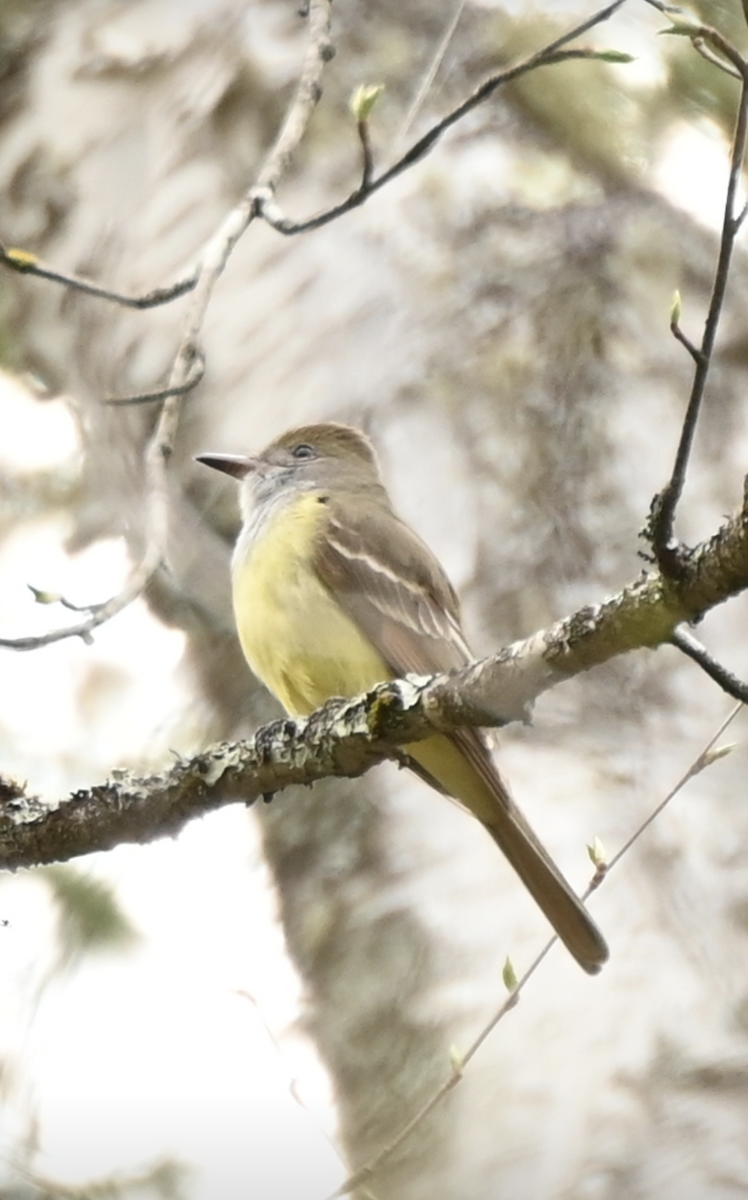 Great Crested Flycatcher - Sylvie Rioux