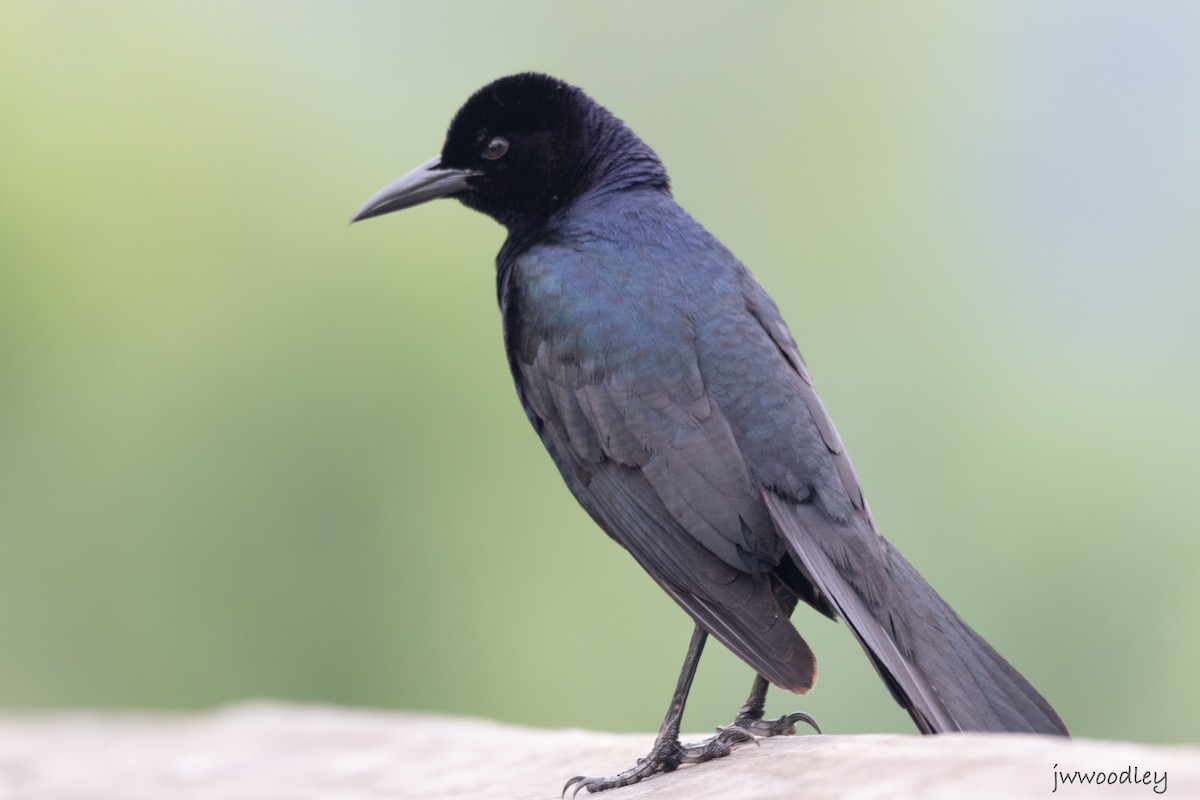 Boat-tailed Grackle - ML618838082