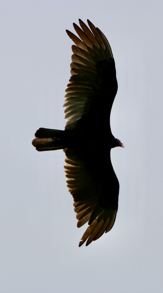 Turkey Vulture - Carla Morris