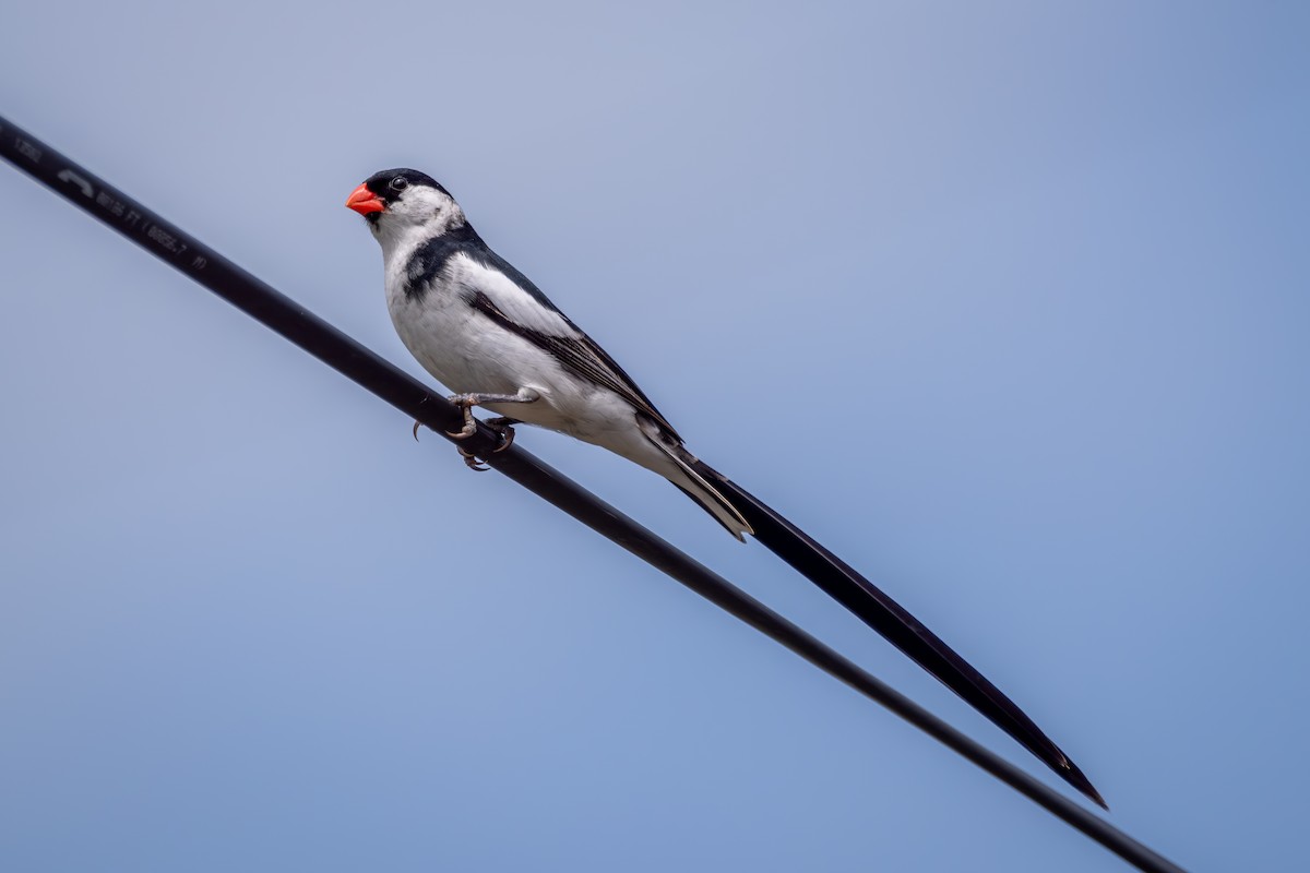 Pin-tailed Whydah - ML618838129
