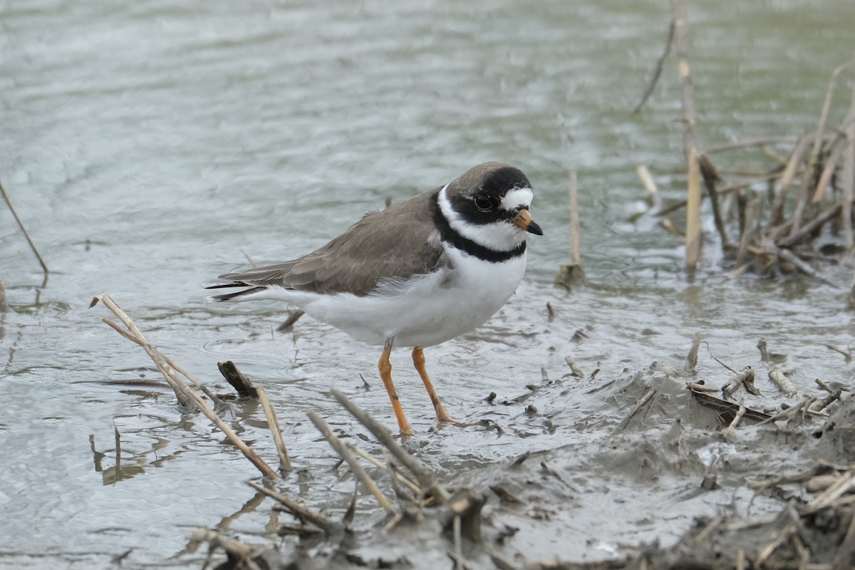 Semipalmated Plover - Suzanne Tuberdyke