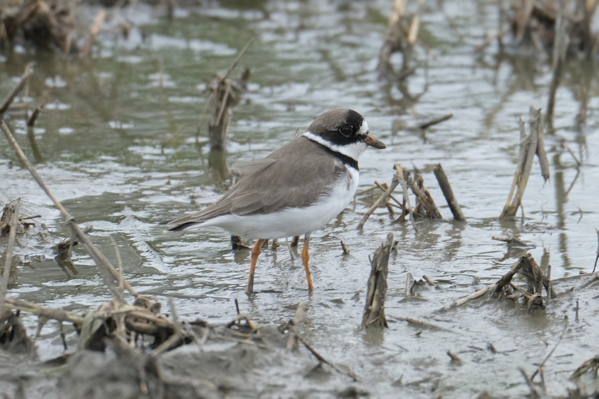 Semipalmated Plover - ML618838149