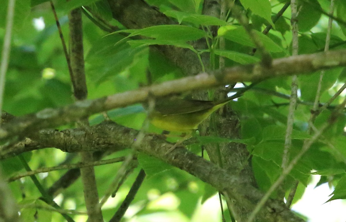 Mourning Warbler - Mary Yandell