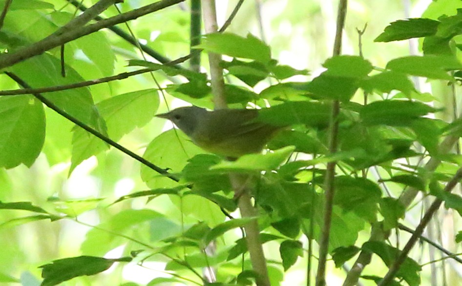 Mourning Warbler - Mary Yandell