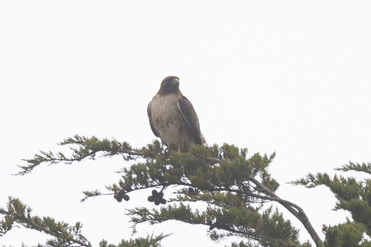 Red-tailed Hawk - Loni Ye
