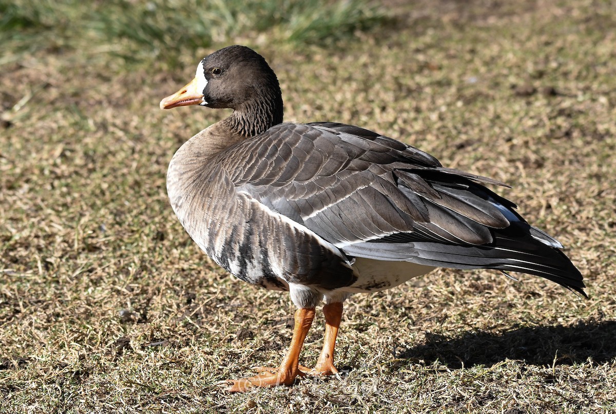 Greater White-fronted Goose (Western) - ML618838175