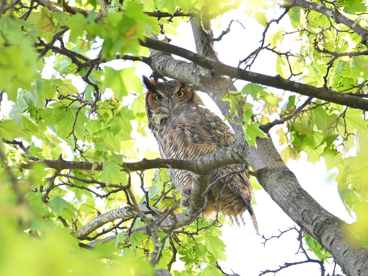 Great Horned Owl - Gregg Summers