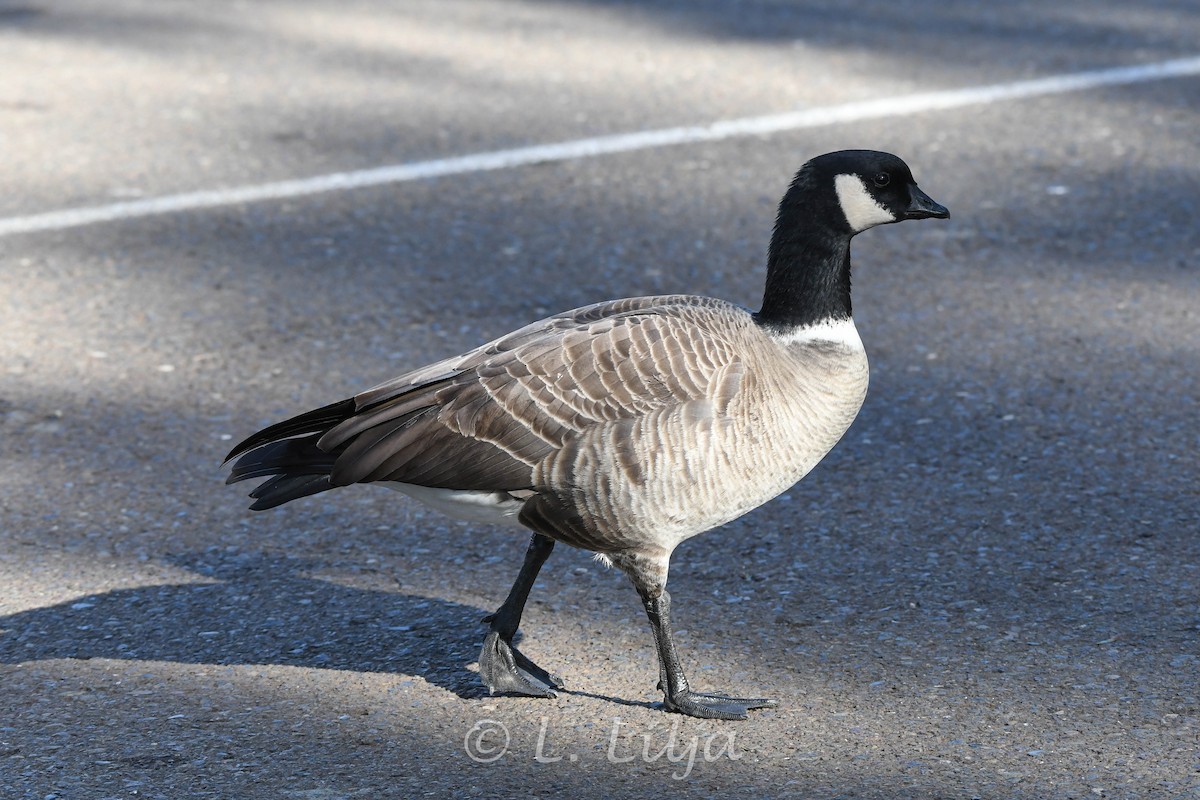 Cackling Goose (Aleutian) - ML618838225
