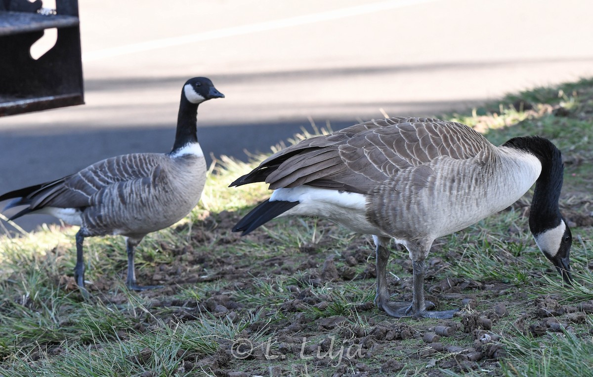 Cackling Goose (Aleutian) - ML618838231