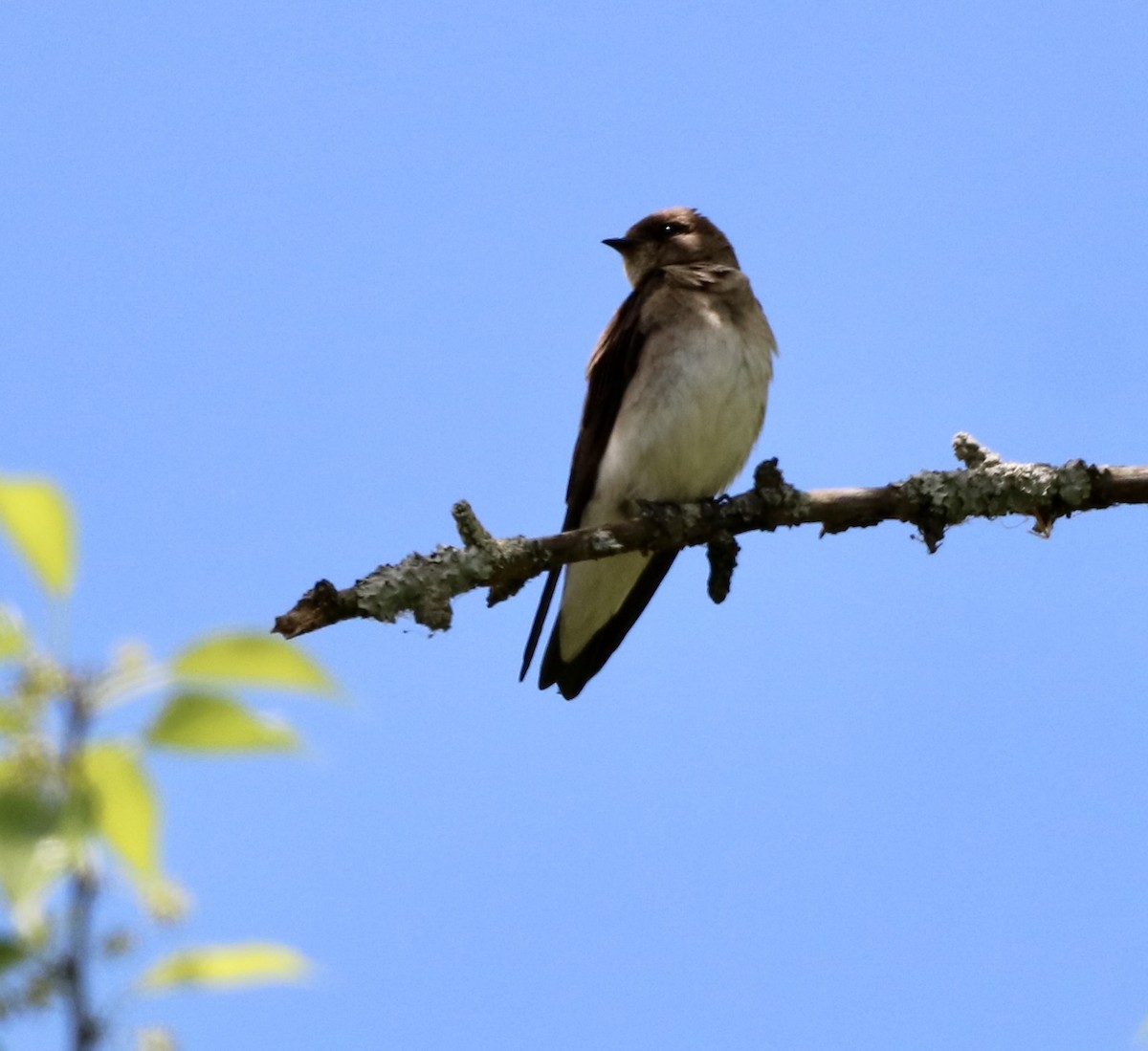 Northern Rough-winged Swallow - ML618838283