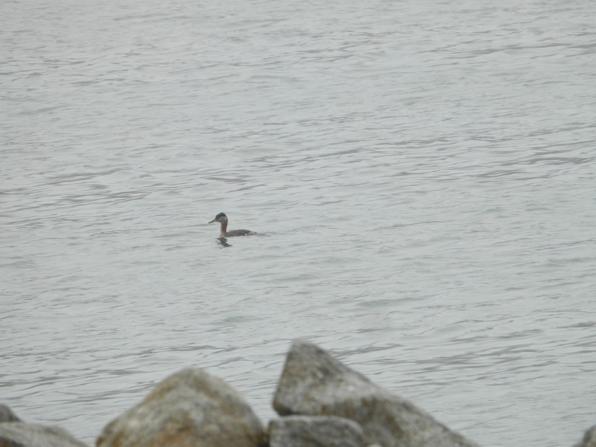 Red-necked Grebe - ML618838312