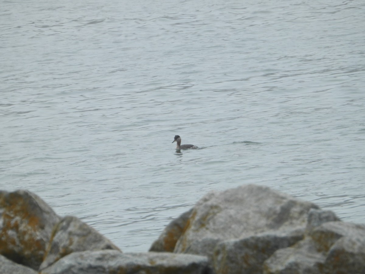 Red-necked Grebe - ML618838313