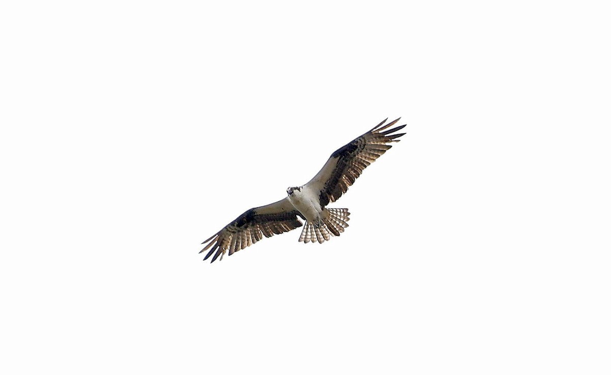 Águila Pescadora - ML618838314