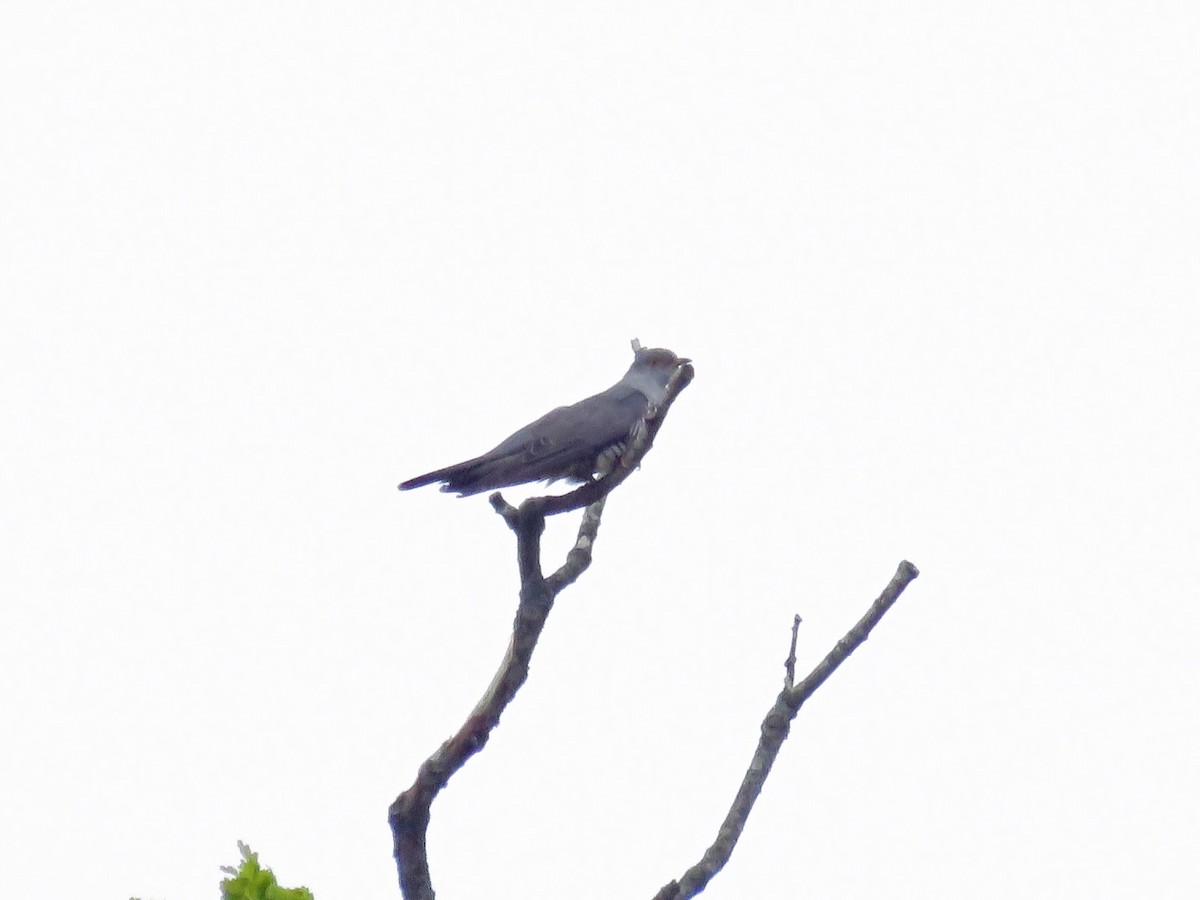 Common Cuckoo - ML618838317