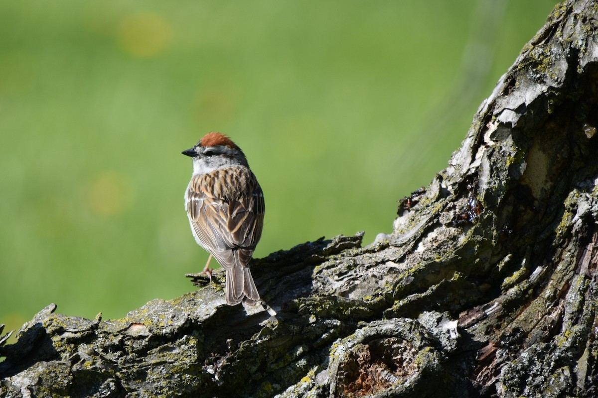 Chipping Sparrow - ML618838318