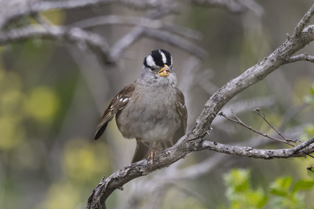 White-crowned Sparrow - ML618838338