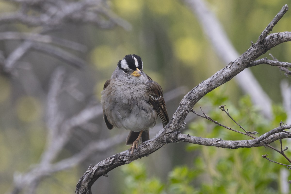 White-crowned Sparrow - ML618838339