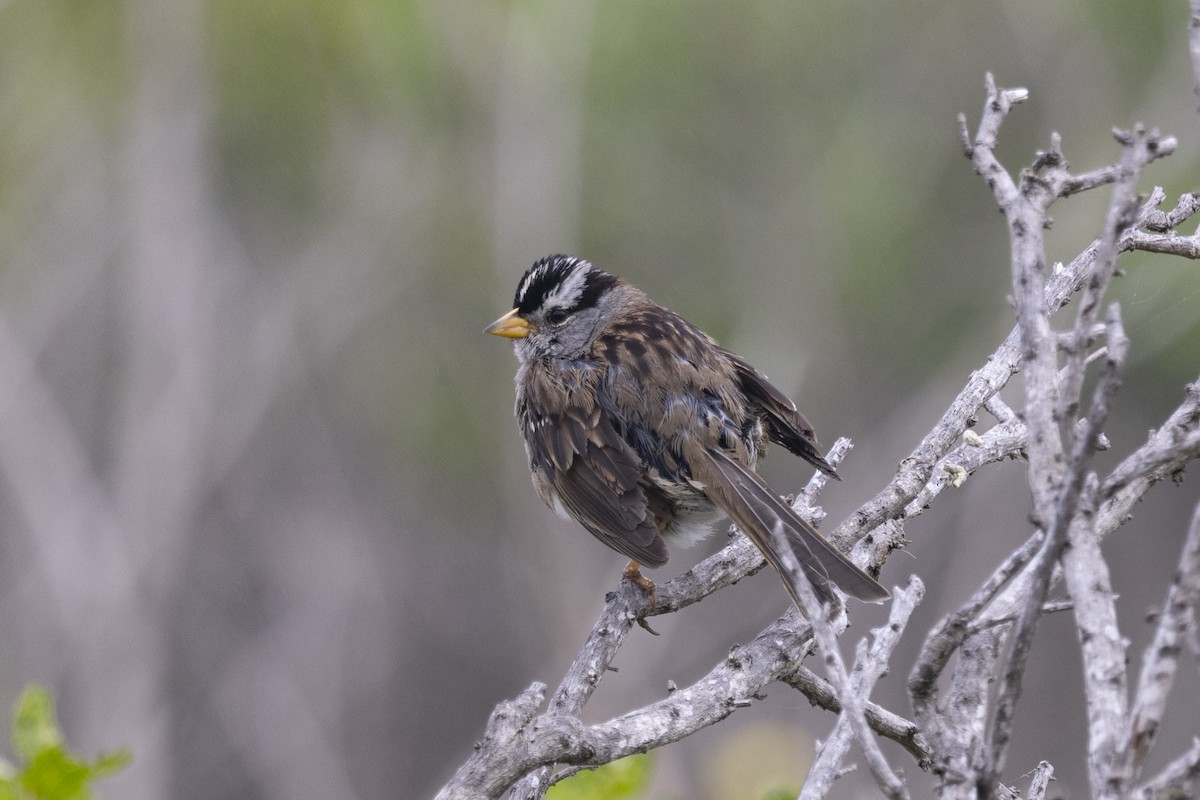 White-crowned Sparrow - ML618838340